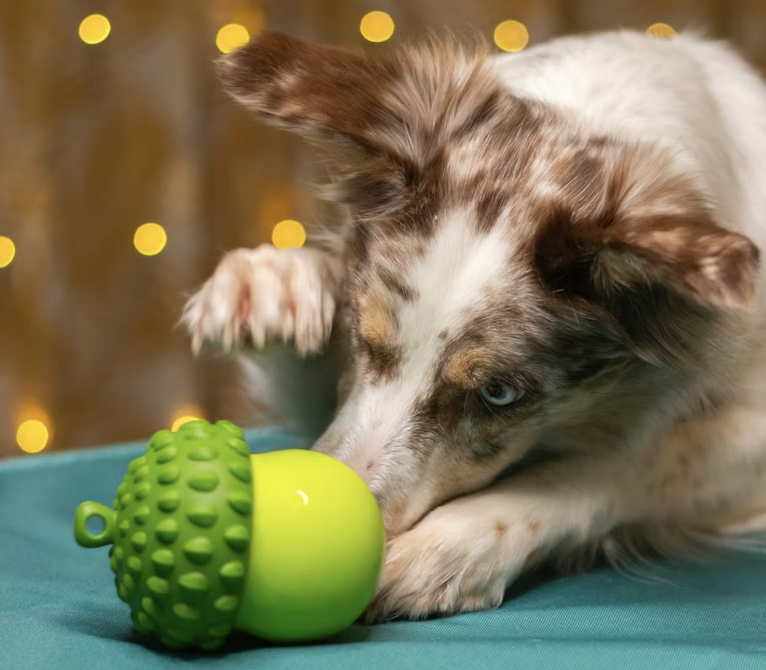 Australian shepard playing with a rubber acorn. The toy is green and the image is being used for a blog about resource guarding that a dog trainer from leigh on sea has written.